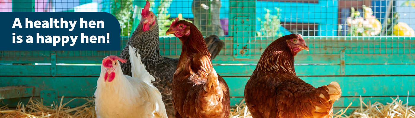 photo of 4 brown chickens in a pen, text: a healthy hen is a happy hen