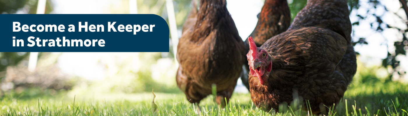 Photo of 3 brown chickens on grass, text: become a hen keeper in strathmore